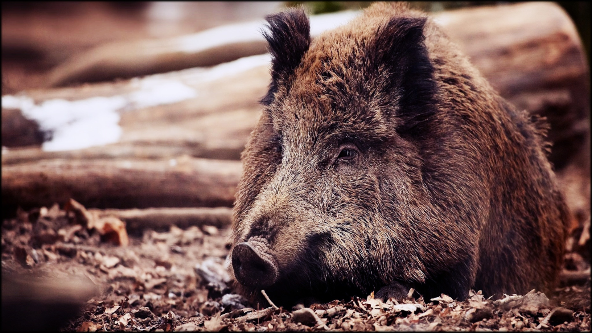 FEATURE-Wild-Eurasian-Boar
